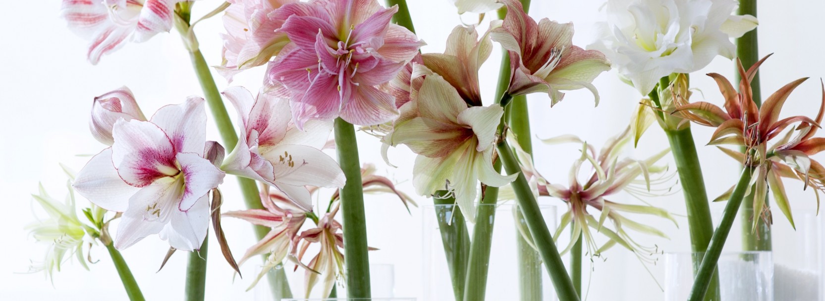 For the most beautiful flowers and plants