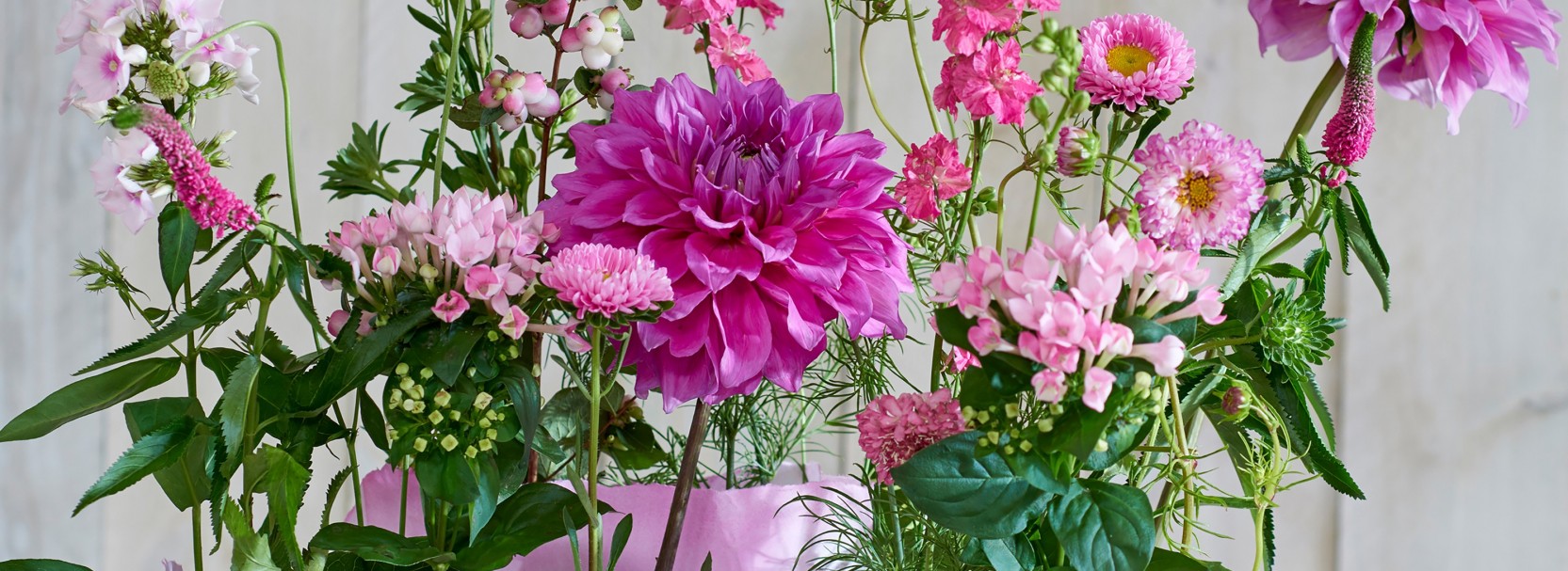 For the most beautiful flowers and plants